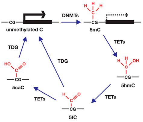 Ijms Free Full Text Matrix Metalloproteinase Gene Activation