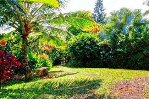 The 5 Best Types Of Grass For Hawaii