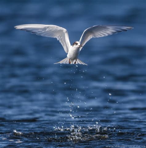 Juvenile Arctic Tern David Ford Photography