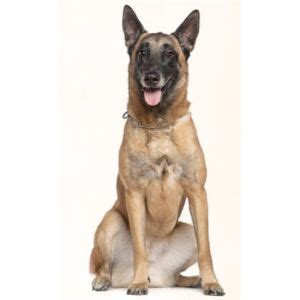 Do Belgian Malinois Shed? How To Stop Shedding! (2024)