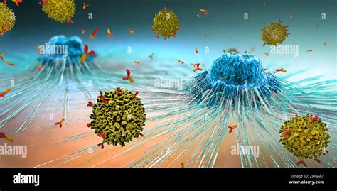 Lymphozytenzelle Im Immunsystem Reagiert Und Greift Eine Sich