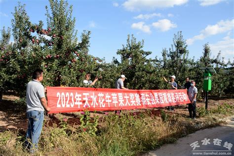 天水花牛苹果大奖赛果园观摩鉴评活动第四站：秦安县图 天水在线