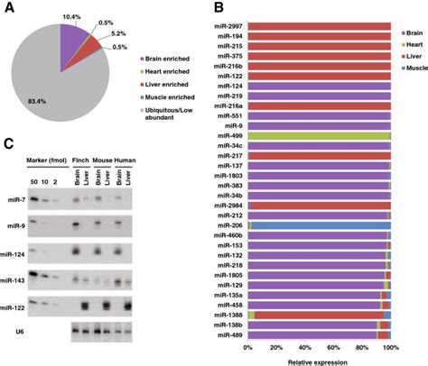 Genome Wide Annotation And Analysis Of Zebra Finch Microrna Repertoire