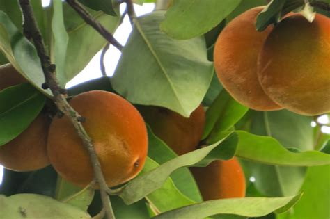 Photography with Dr. Ernie.: Kamagong (Diospyros blancoi) tree with fruits (Mabolos)