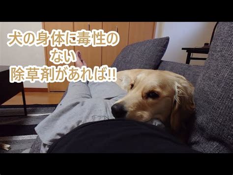 犬に健康被害のない除草剤が欲しかった。ゴールデンレトリバーティト大型犬 ティトはゴールデンレトリバー｜youtubeランキング