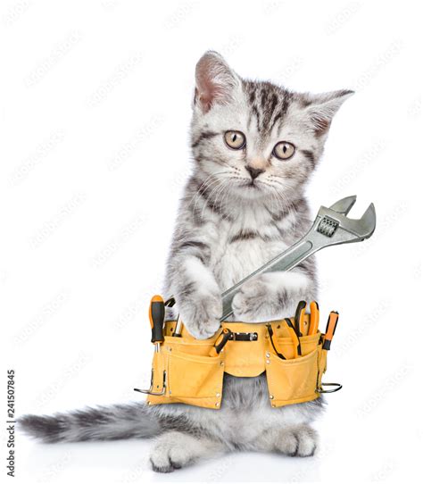 Funny Cat Worker With Toolbelt And Adjustable Wrench Isolated On White