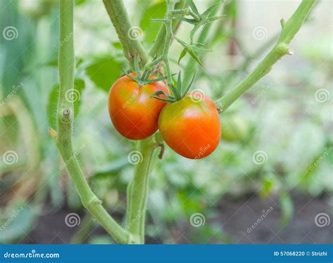 Ripe Fresh Tomatoes Growing On The Vine Stock Photo Image 57068220