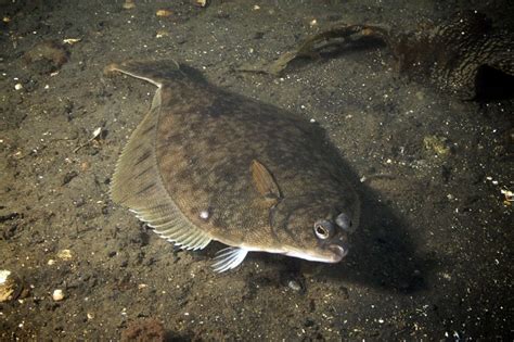 Linguado Do Sul Caracter Sticas Reprodu O Alimenta O Habitat E