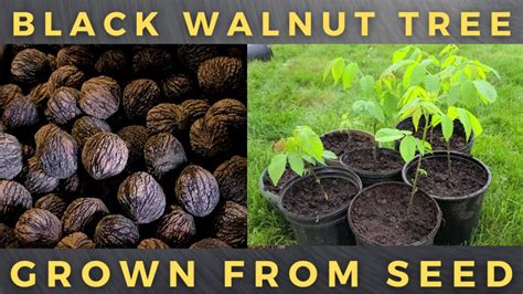 How To Grow Black Walnut Trees From Seed Growit Buildit