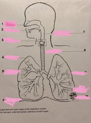 Respiratory System Flashcards Quizlet