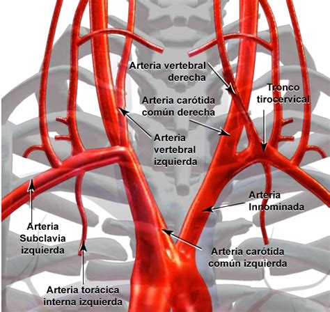 Cordis Curso Cas