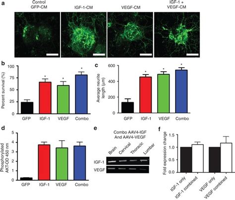 Combination Therapy With Both Igf And Vegf Does Not Lead To