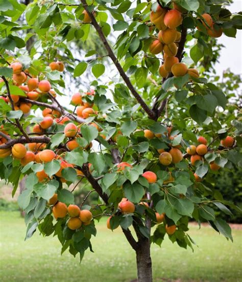 Best Citrus Trees To Grow In Arizona Guide The Gardening Dad