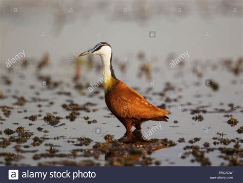 African Jacana Actophilornis Africanus In The Shallow Water Near The