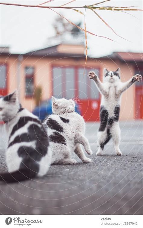 Portrait of a white and black kittens with a bell jumping and playing ...