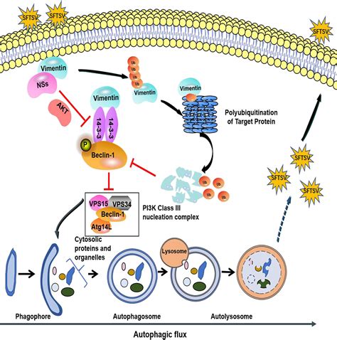 The Sftsv Nonstructural Proteins Induce Autophagy To Promote Viral