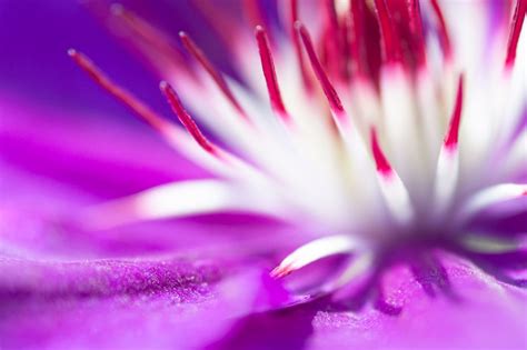 Using Color In Macro Photography The Ultimate Guide To Stunning Shots