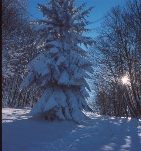 Snowy Spruce Canaan Valley Nwr Ken Sturm