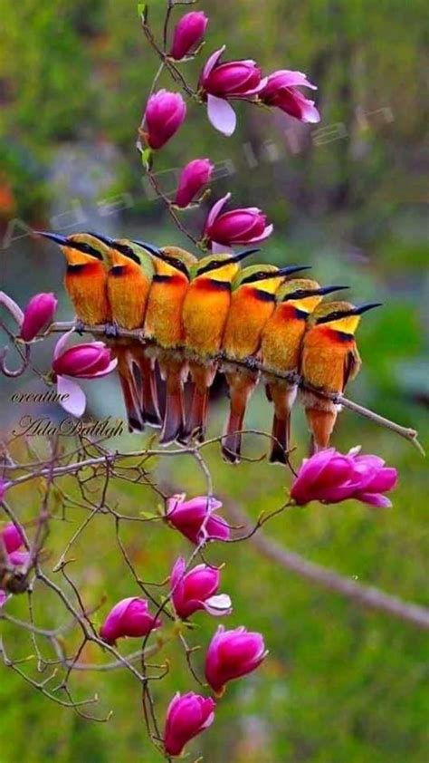 beautiful birds surrounded  colorful flowers