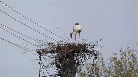 Blisko coraz dalej Piękności Bociany wiją sobie gniazdko Zalesie