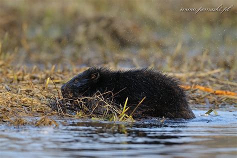 Galeria Ssaki Mammals B Br Europejski European Beaver Castor