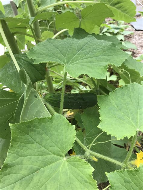 The Best Soil pH for Tomatoes and 7 Facts About It - Cedar Homestead