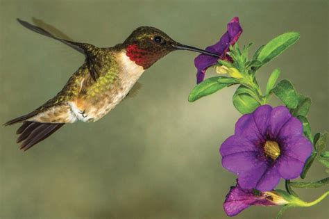 32 COMMON Flowers That Attract Hummingbirds! (2023) Bird, 47% OFF