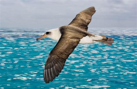 Laysan Albatross Found Laysan Island One Small Speck On The