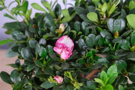 Can Azaleas Be Watered After Repotting How To Remedy If Leaves Drop