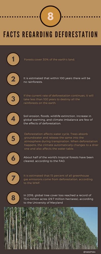 Deforestation What You Need To Know About The Conservation Of Forests