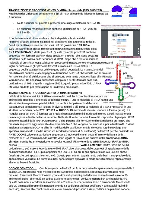 Nozione Di Traduzione Appunti Di Biologia