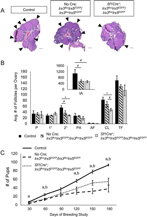 Irx3 And Irx5 Collaborate During Ovary Development And Follicle