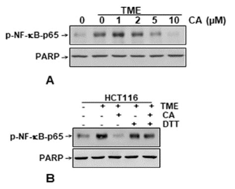 Biomedicines Free Full Text Targeting Nf κb Signaling By Calebin A A Compound Of Turmeric