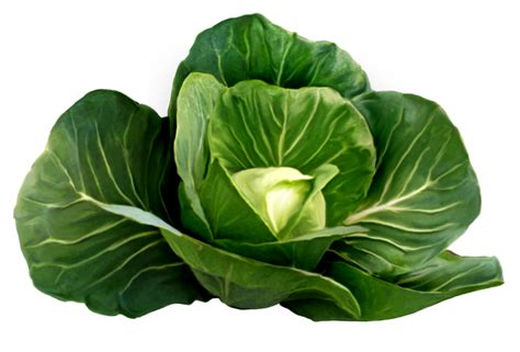 Cabbage flower clipart - Clipground