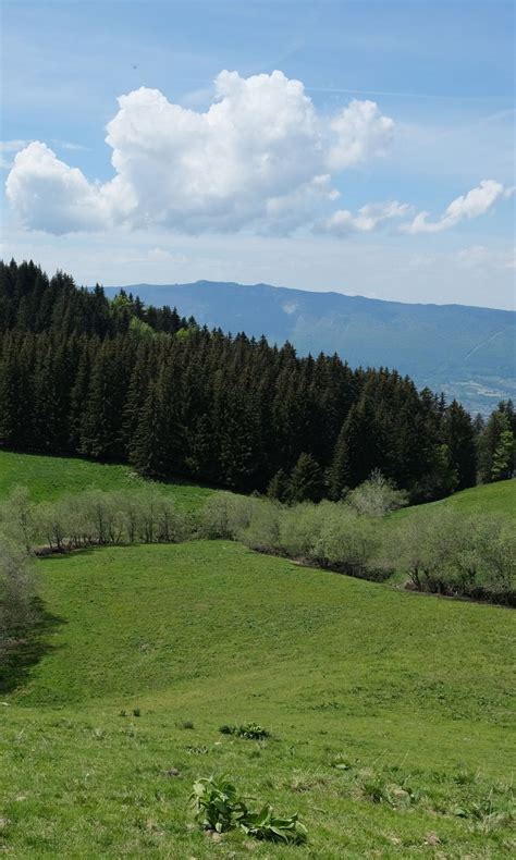 Green Trees Forest Slope Grass Field Bushes Mountains In White Clouds