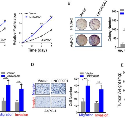 Effect Of LINC00901 Overexpression On PDAC Cell Proliferation Invasion