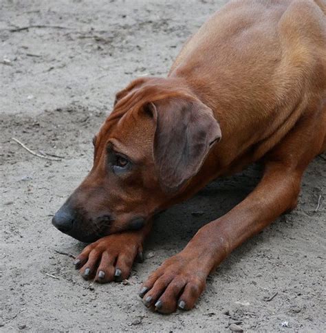 Rhodesian Ridgeback | Rhodesian ridgeback dog, Rhodesian ridgeback ...