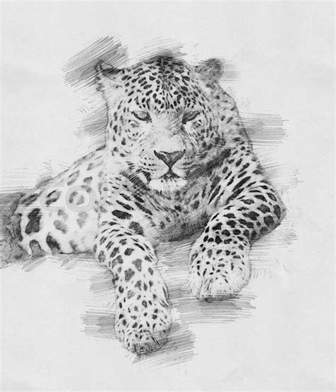 Leopard. Sketch with pencil | Stock image | Colourbox