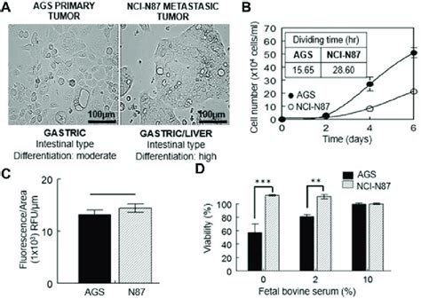 Characterization Of Gastric Cancer Cell Lines A Light Image Of Ags