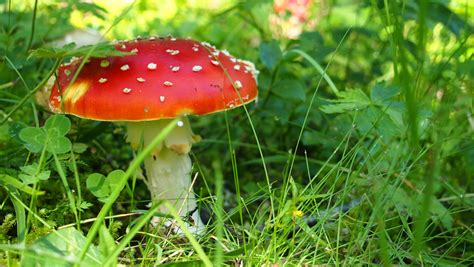 Free Images Nature Grass Meadow Flower Green Botany Mushroom