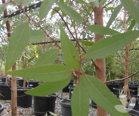 Eucalyptus Camaldulensis River Red Gum Trees Speciality Trees