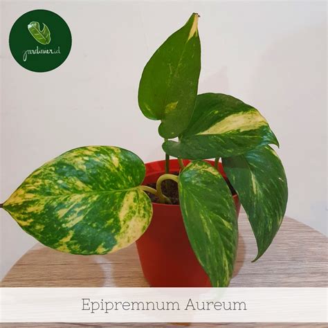 epipremnum aureum jardinier indonesia