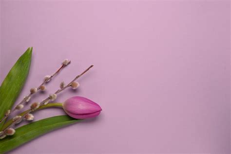 Premium Photo Mothers Day Or International Womensday Concept Top View Of Fresh Tulip And Pussy