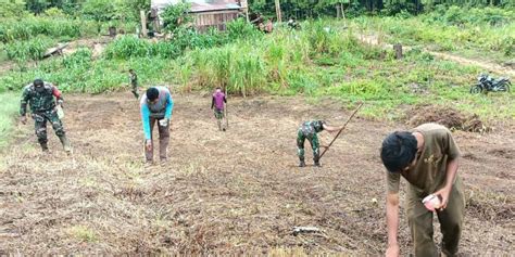 Manfaatkan Lahan Kosong Personel Koramil 1708 02 Biak Utara Bersama