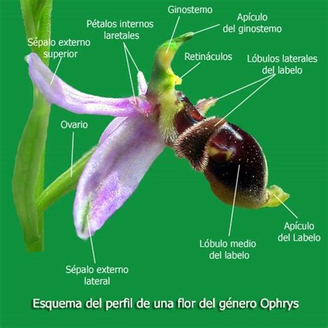 Orquídeas del Temple: LA FLOR DE LAS ORQUÍDEAS