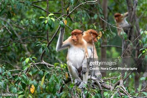 97 Monkey With Big Nose Stock Photos, High-Res Pictures, and Images ...