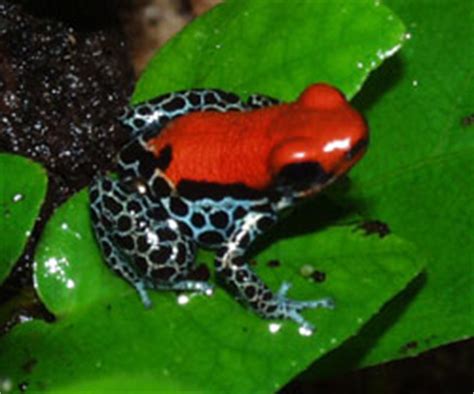 Poison Dart Frogs Dendrobates Reticulatus