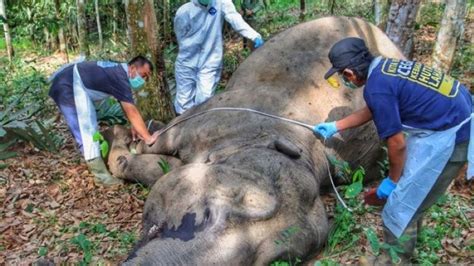 Gajah Betina 45 Tahun Ditemukan Mati Di Kebun Warga Kabupaten Pelalawan