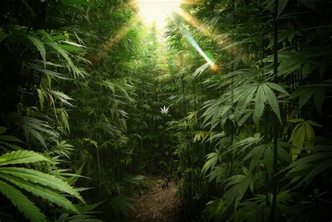 Marijuana Fields Wallpapers on WallpaperDog