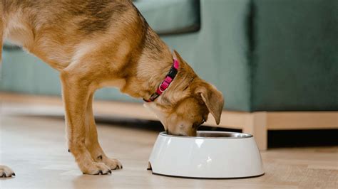 Cu Les Son Los Tipos De Alimento De Perro Principales Diferencias